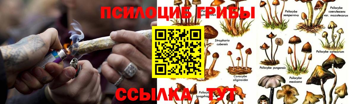Галлюциногенные грибы Psilocybine cubensis Гулькевичи